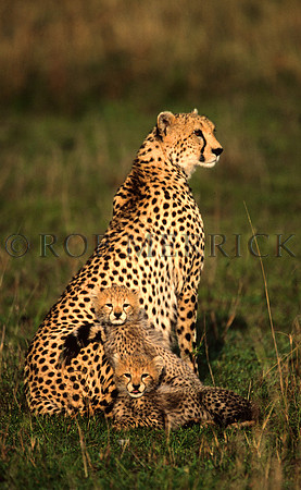 CheetahMara_013