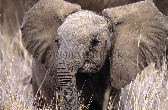 ElephantLewa_015