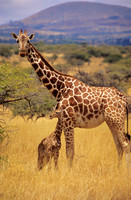 GiraffeLewa_005