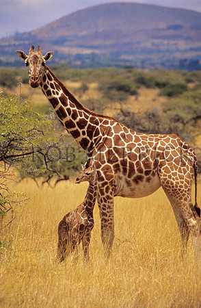 GiraffeLewa_005