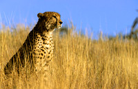 CheetahLewa_008