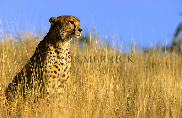 CheetahLewa_008