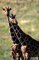 GiraffeLewa_010
