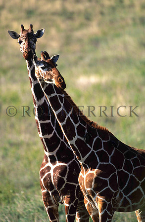 GiraffeLewa_010
