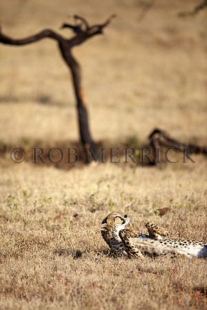 CheetahLewa_030