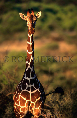 GiraffeSamburu_003