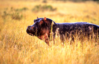 HippoMara_006