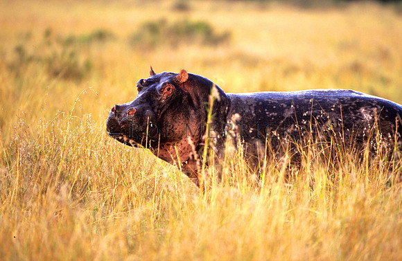 HippoMara_006