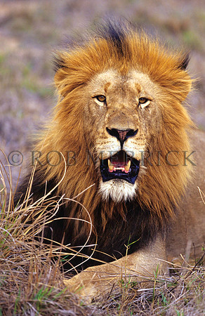LionPhinda_001