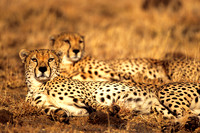 CheetahLewa_012