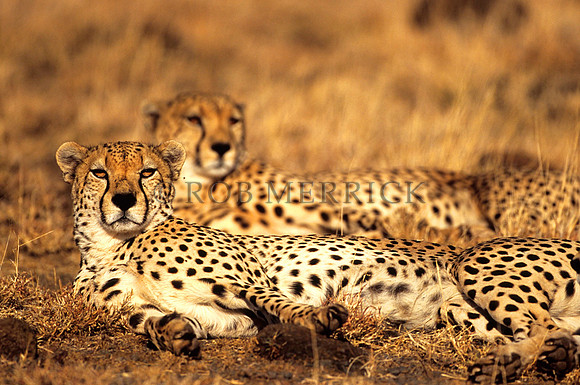 CheetahLewa_012