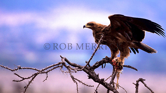 TawneyEagleLewa_001
