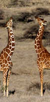GiraffeLewa_016