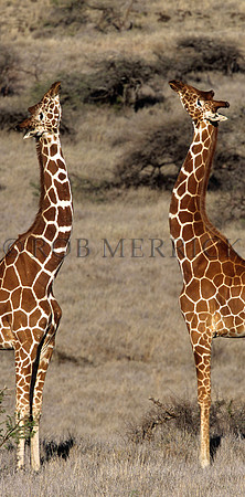 GiraffeLewa_016