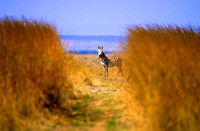 CommonZebraMara_004