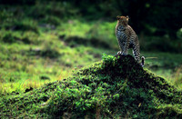 LeopardMara_011
