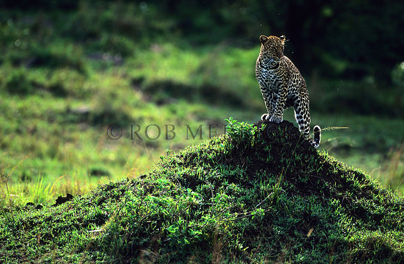 LeopardMara_011