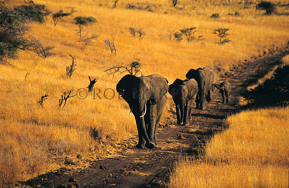 ElephantLewa_027
