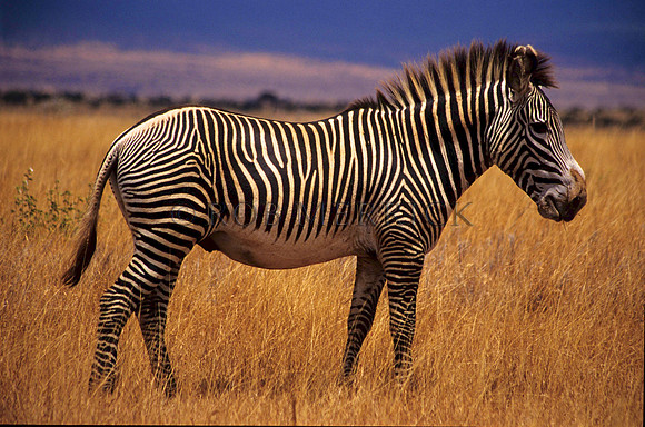 Grevy'sZebraLewa_002