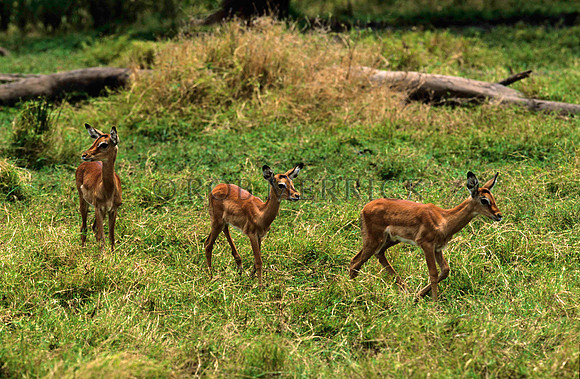 ImpalaLewa_002