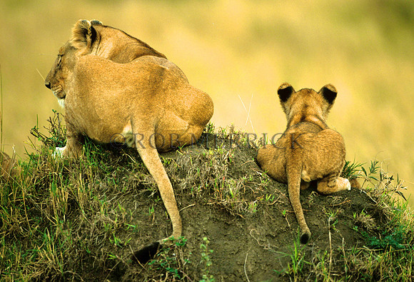 LionMara_006