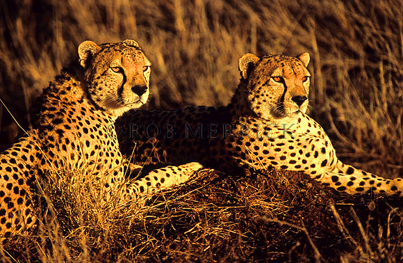 CheetahLewa_040