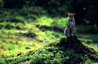 LeopardMara_012