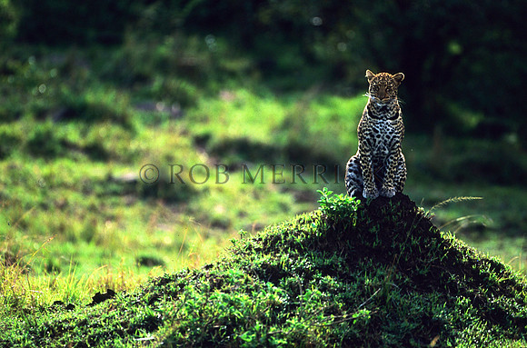 LeopardMara_012