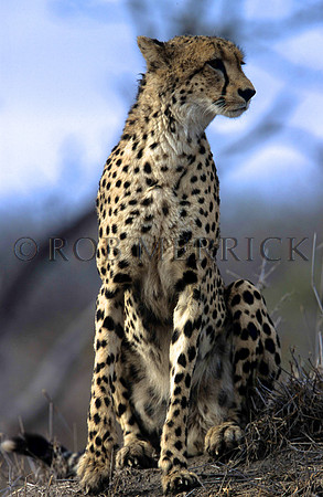 CheetahLondolozi_001