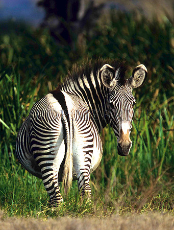 Grevy'sZebraLewa_013