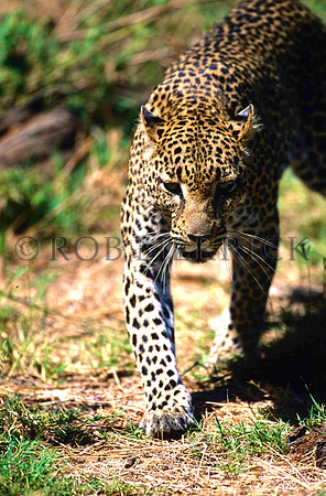 LeopardSamburu_005