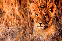 LionLewa_007