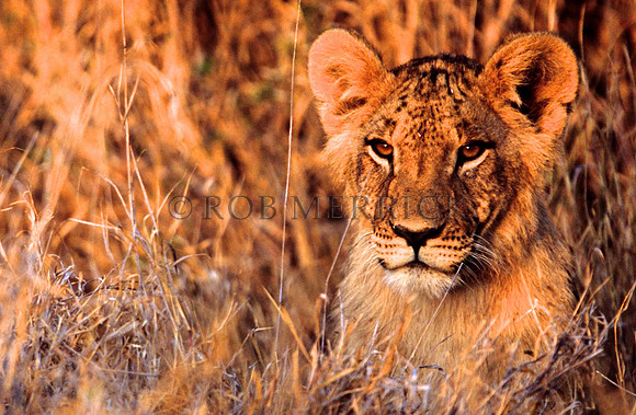 LionLewa_007
