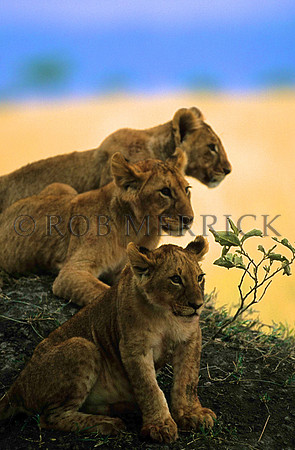 LionMara_029