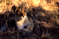 LionLewa_009
