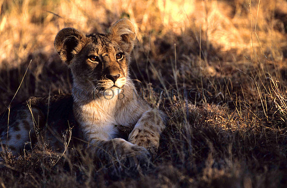LionLewa_009
