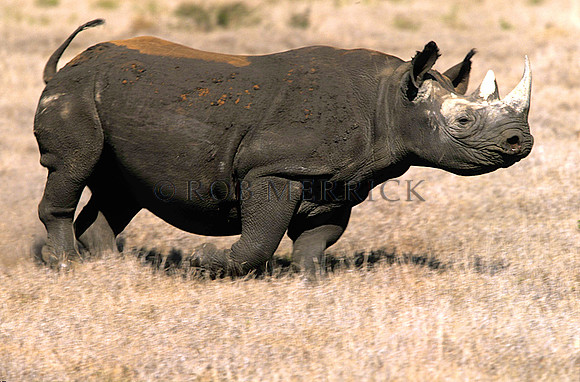 BlackRhinoLewa_034