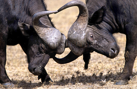 CapeBuffaloLondolozi_002