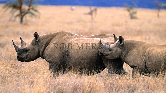BlackRhinoLewa_022