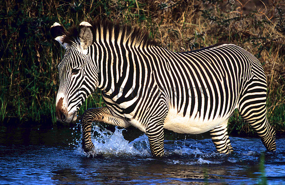 Grevy'sZebraLewa_014