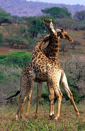 GiraffePhinda_003