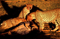 CheetahAmboseli_002