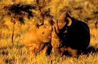 BlackRhinoLewa_011