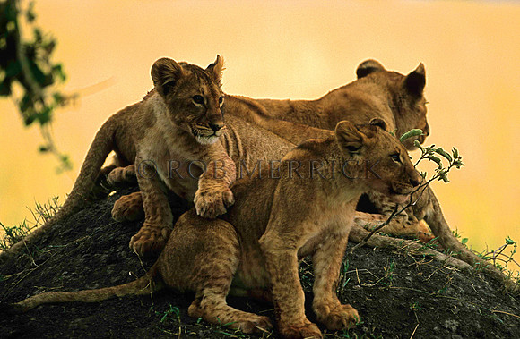 LionMara_028