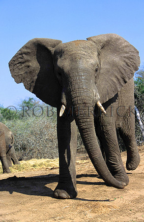 ElephantLewa_002