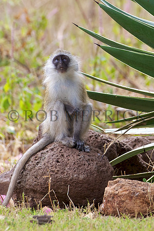VervetMonkeyLewa_001