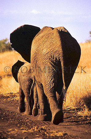 ElephantLewa_029