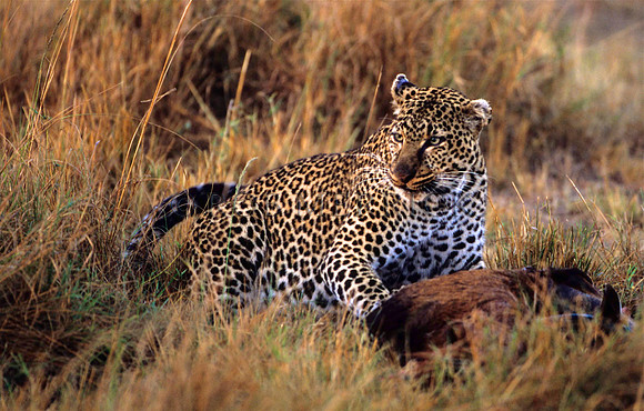 LeopardMara_001