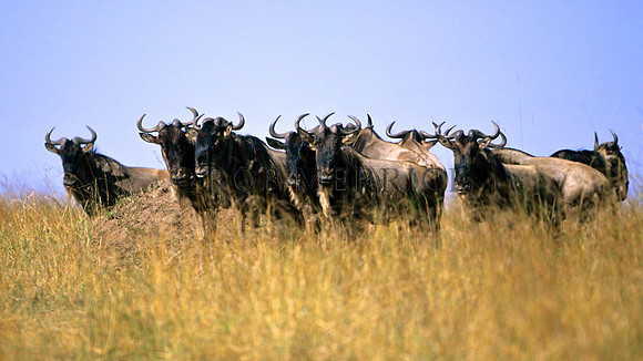 WildebeestMara_003
