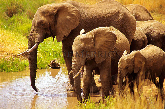 ElephantLewa_026